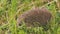 Hedgehog walks on the grass