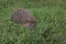 Hedgehog, wild animal with cute nose close up. Native European adult little hedgehog in green grass