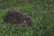 Hedgehog, wild animal with cute nose close up. Native European adult little hedgehog in green grass