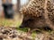 Hedgehog, Wild, European Hedgehog very pretty face