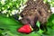 Hedgehog, wild flowers and ripe strawberry