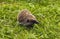 Hedgehog, wild, local, European hedgehog emerging from hibernation in green grass. Space for copy