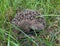 Hedgehog, wild, native European hedgehog curled up  and sleeping on the grass