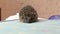 Hedgehog on a wooden background in retro style. Dark lighting. Hand in a glove of dark color. Hard shadows. Shallow depth of field