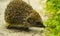 Hedgehog. Young hedgehog in natural. Curious hedgehog walks in t