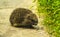 Hedgehog. Young hedgehog in natural. Curious hedgehog walks in the woods on a sunny summer day.