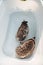 Hedgehogs bathing.African pygmy hedgehogs in a bath.Two hedgehogs swimming. Hygiene and cleanliness of pets.