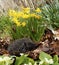 Hedgehogs are so cute & very inquisitive, hidden in primroses