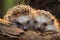 Hedgehogs, Scientific name: Erinaceus Europaeus. Close up of two wild, native European hedgehogs