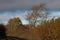 Hedgerow in autumn along a country lane in Shropshire, England