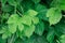 Hedgerow background of green leaves of hops weaving along the fence in cloudy weather. Fresh green texture closeup