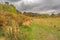 Hedgerow of bright yellow gorse bushes lines the path at Ashdown Forest England