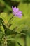 Hedgerow Cranesbill