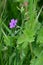 Hedgerow Cranesbill - Geranium pyrenaicum, Norfolk, England, UK.