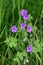 Hedgerow Cranesbill - Geranium pyrenaicum, Norfolk, England, UK.