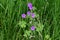 Hedgerow Cranesbill - Geranium pyrenaicum, Norfolk, England, UK.