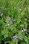 Hedgerow Cranesbill - Geranium pyrenaicum, Norfolk, England, UK.