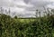 Hedgerow and Fields in summer