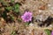 Hedgerow geranium in purple color growing wild in park Hitland in the Netherlands.