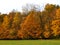 Hedgerow of yellow and orange line a green farm field