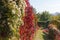 Hedges with clematis and maiden grapes with autumn leaves