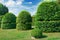 Hedges and ornamental shrub in a summer park.