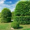 Hedges and ornamental shrub in a summer park.