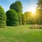 Hedges and ornamental shrub in a summer park.