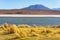 Hedionda Lagoon and James Flamingo, Bolivia