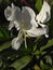 Hedychium coronarium is beautiful flowers