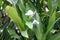 Hedychium coronarium, White garland lily, White ginger lily