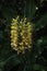 Hedychium gardnerianum, the wild ginger of the Azores archipelago gardnerianum