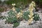 Hedysarum grandiflorum white color plant on chalk ground. Spring steppe. Ukraine.