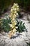 Hedysarum grandiflorum white color plant on chalk ground. Spring steppe. Ukraine.