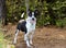Heeler Border Collie Cattledog mixed breed dog