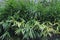 Heen araththa, Katukiriya, Alpinia galanga, a plant in the ginger family,