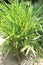 Heen araththa, Katukiriya, Alpinia galanga, a plant in the ginger family,