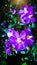 Heen bovitiya auruvedic plant in sri lanka