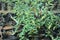 Heen Bovitiya, Osbeckia octandra, the eight stamen osbeckia, is a plant species in the genus Osbeckia of the family Melastomatacea
