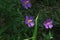 Heen Bovitiya, Osbeckia octandra, the eight stamen osbeckia, is a plant species in the genus Osbeckia of the family Melastomatacea