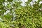 Heena Lawsonia inermis bunch of young green fruitat end branch