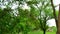 Heena or mehandi fruit with leaves. Selective focus. Henna leaves  Lawsonia inermis  on the tree.