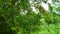 Heena or mehandi fruit with leaves. Selective focus. Henna leaves  Lawsonia inermis  on the tree.