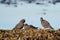 Heermann\\\'s Gull resting at seaside