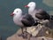 Heermann`s Gulls - Larus heermanni