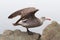 Heermanns Gull (Larus heermanni) By The Ocean