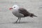 Heermanns Gull (Larus heermanni) By The Ocean