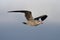 Heermanns Gull (Larus heermanni) By The Ocean