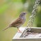 Heggenmus, Dunnock, Prunella modularis