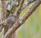 Heggenmus, Dunnock, Prunella modularis